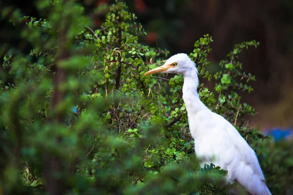 Bubulcus Ibis Heron Beter Bekend Als Runderzilverreiger Gezien Onder Bloemplanten — Stockfoto