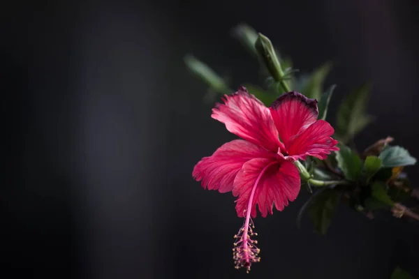 Fiore Ibisco Nella Famiglia Malvaceae Hibiscus Rosa Sinensis Noto Come — Foto Stock