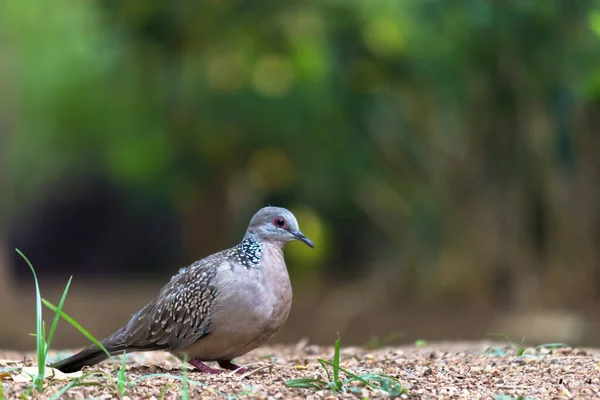 コロンブス科またはヨーロッパのカメは地面に食べ物を探して鳩 — ストック写真