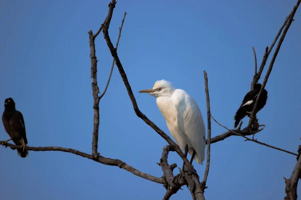 Cattle Egret Known Bubulcus Ibis Standing Firmly Tree Branch Agains — Stock Photo, Image