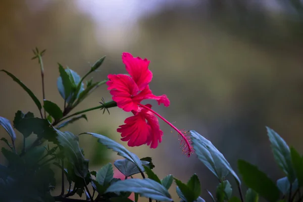 モールベ科のハイビスカスの花です 中国のハイビスカス 中国のハイビスカス ハワイのハイビスカス バラの芝生として知られているハイビスカスのRosa Sinensisは 春の間に満開の芝生と黒い靴の植物をバラしました — ストック写真