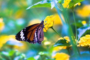 Kral Kelebeği - Yaz bahçesinde çiçeklerle beslenen bir kral kelebeği.