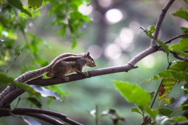 Sincap, kemirgen ya da sincap olarak da bilinir, ağaç gövdesinde oturuyor.