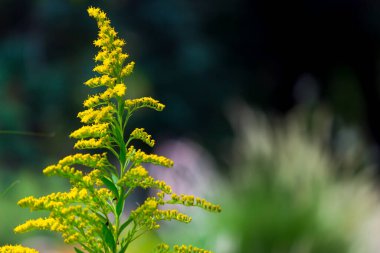  Tropikal yağmur ormanları yaprak bitkileri (eğreltiotu, yeşil yapraklar, fildişi ve tropik bitki yaprakları) yumuşak arka planda tropikal bahçede, yeşil çeşitlendirilmiş yaprak desenli orman arka planında. fotosentez ve sapı, çekim sistemi