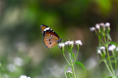 Danaus chrysippus, ya da bilinen adıyla sade kaplan, Afrika kraliçesi, Danainae, Asya 'da yaygın olarak görülen bir kelebek türüdür..