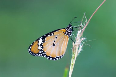 Danaus chrysippus, ya da bilinen adıyla sade kaplan, Afrika kraliçesi, Danainae, Asya 'da yaygın olarak görülen bir kelebek türüdür..