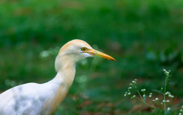Runderen Egret Heron Bekend Als Bubulcus Ibis Staande Stevig Buurt — Stockfoto