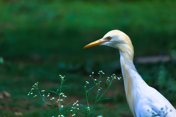 Garza Bovina Garza Conocida Como Bubulco Ibis Pie Firmemente Cerca —  Fotos de Stock