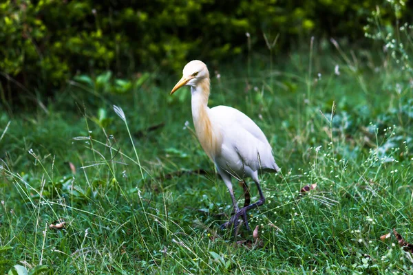 Kuhreiher Oder Reiher Bekannt Als Bubulcus Ibis Stehen Fest Der — Stockfoto