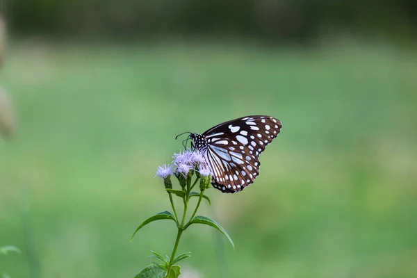 Papillon Asclépiade Points Bleus Danainae Papillon Asclépiade Nourrissant Des Plantes — Photo