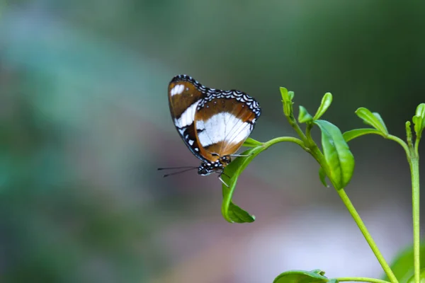 Hypolimnas Bolina Grande Berinjela Berinjela Comum Azul Lua Borboleta Descansando — Fotografia de Stock