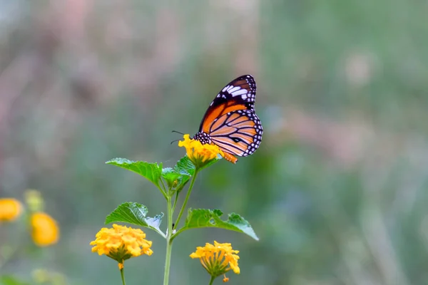 Monarch Butterfly Uma Borboleta Monarca Alimentando Flores Jardim Verão — Fotografia de Stock