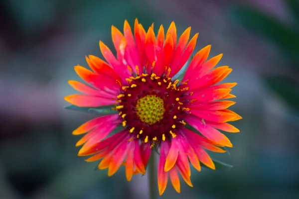 Gerbera Eller Gaillardia Aristata Eller Filt Blomma Röd Gul Blomma — Stockfoto