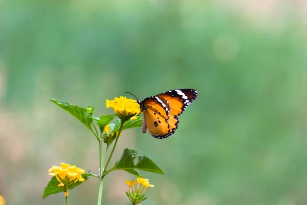 Danaus Chrysippus Известный Обычный Тигр Африканская Королева Африканский Монарх Является — стоковое фото