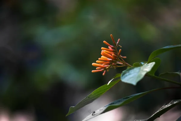 Sternförmige Fruchtbare Trauben Aus Roten Rubinpentas Blüten Blume Aus Dem — Stockfoto