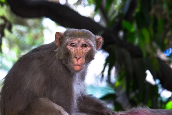 Rhesus Macaque Aap Zijn Bekende Bruine Primaten Apen Met Rode — Stockfoto