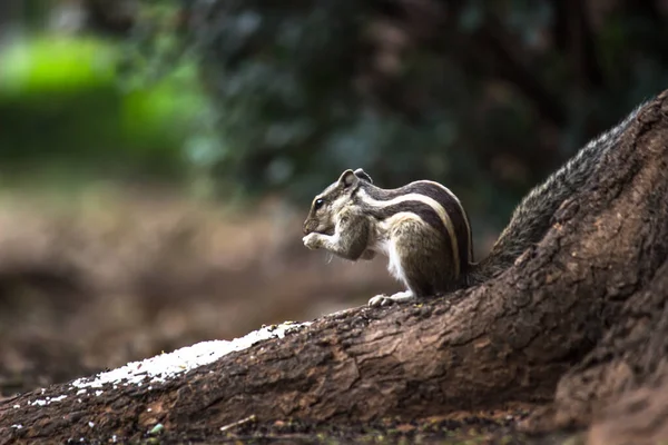 Las Ardillas Son Miembros Familia Sciuridae Incluye Roedores Pequeños Medianos — Foto de Stock