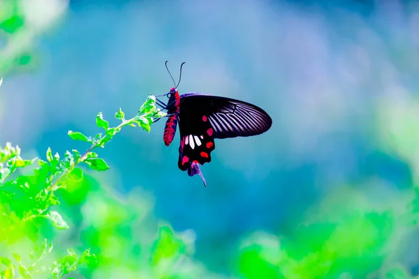 Motyl Mormon Zwyczajny Papilio Polytes Jest Popularnym Gatunkiem Motyla Swallotail — Zdjęcie stockowe