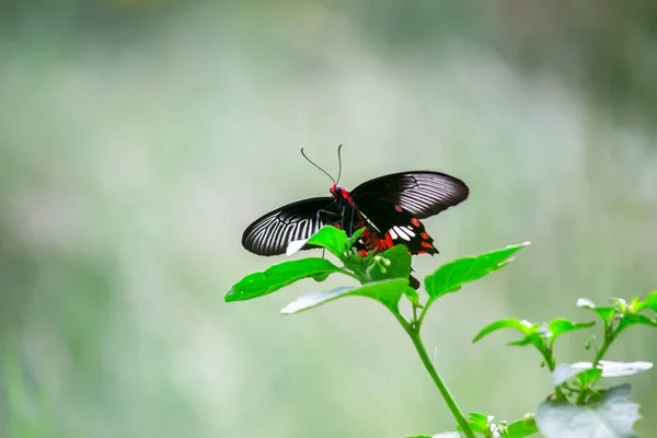 Πεταλούδα Κοινός Μορμόνος Papilio Polytes Είναι Ένα Κοινό Είδος Πεταλούδας — Φωτογραφία Αρχείου