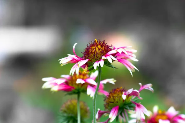 Gaillardia Ist Eine Gattung Von Blühenden Pflanzen Aus Der Familie — Stockfoto