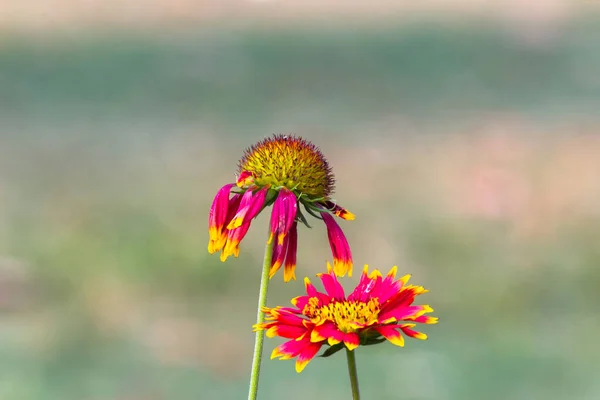 Gaillardia Género Botânico Pertencente Família Asteraceae Família Asteraceae Gerbera Gaillardia — Fotografia de Stock