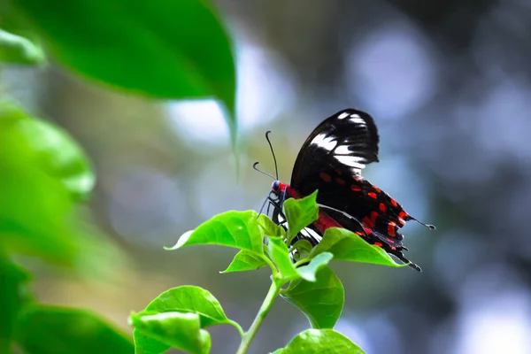 Бабочка Обыкновенный Мормон Papilio Polytes Распространенный Вид Бабочки Swallotail Широко — стоковое фото