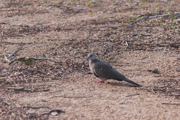 Pomba Tartaruga Europeia Streptopelia Turtur Turtur Adulto Caminhando Chão Procura — Fotografia de Stock