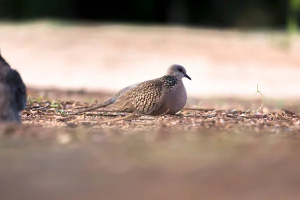 Pomba Tartaruga Europeia Streptopelia Turtur Turtur Adulto Caminhando Chão Procura — Fotografia de Stock