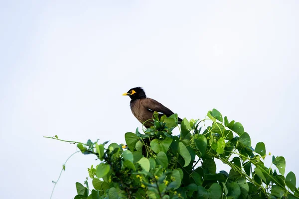 Myna Común Acridotheres Tristis Veces Deletreado Mynah Encaramado Árbol Después — Foto de Stock