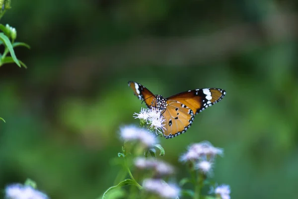 Danaus Chrysippus Известный Простой Тигр Африканская Королева Африканский Монарх Danainae — стоковое фото