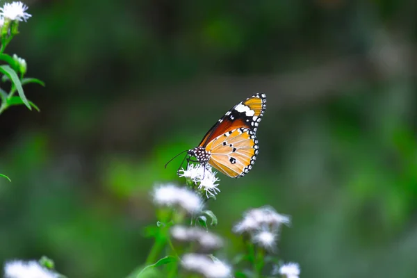 ダナウス クリシプス Danaus Crysippus アフリカの女王 アフリカの君主 Danainae アジア マクロショット 蝶の庭で広く見られる中規模の蝶である — ストック写真