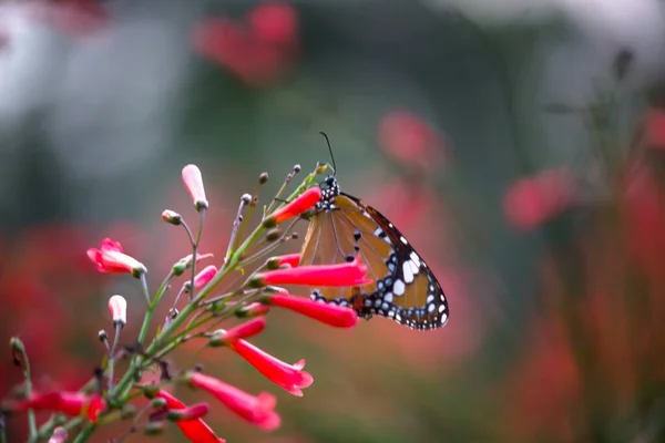 Danaus Chrysippus 也被称为非洲虎 非洲女王或非洲君主达奈奈 Danainae 是一种在亚洲广泛分布的中等规模蝴蝶 大型拍摄 蝴蝶花园 — 图库照片