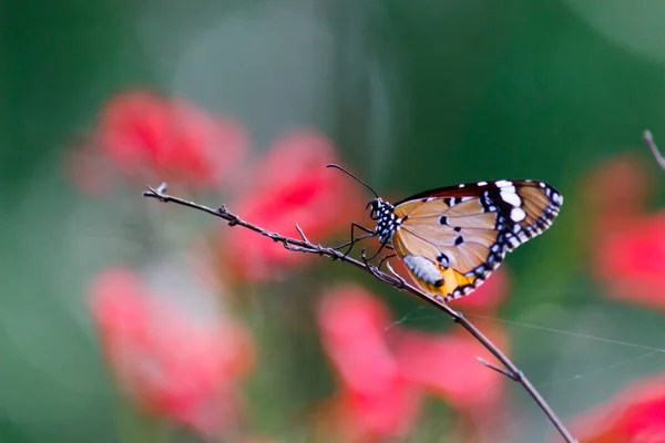 Danaus Chrysippus 也被称为非洲虎 非洲女王或非洲君主达奈奈 Danainae 是一种在亚洲广泛分布的中等规模蝴蝶 大型拍摄 蝴蝶花园 — 图库照片