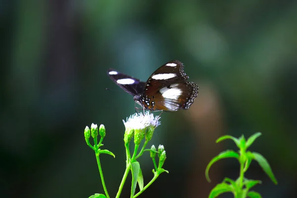 Hypolimnas Bolina Grand Aubergine Aubergine Commune Papillon Bleu Lune Reposant — Photo