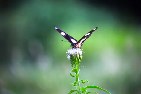 Hypolimnas Bolina Wielki Oberżyna Pospolity Oberżyna Lub Niebieski Księżyc Motyl — Zdjęcie stockowe