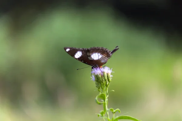 Hypolimnas Bolina 栖息在花草上的大蜻蜓 普通的蜻蜓或蓝月亮蝴蝶 — 图库照片