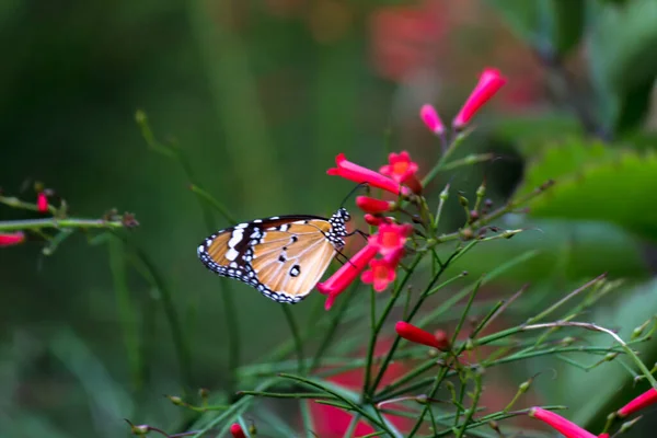 ダナウス クリシプス Danaus Crysippus アフリカの女王 アフリカの君主 Danainae アジア マクロショット 蝶の庭で広く見られる中規模の蝶である — ストック写真