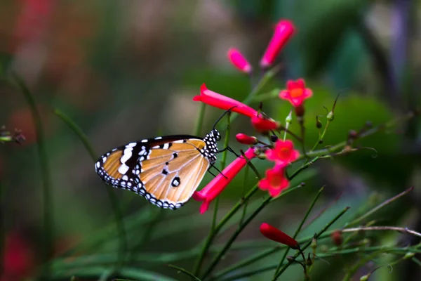 Danaus Chrysippus Známý Také Jako Obyčejný Tygr Africká Královna Nebo — Stock fotografie