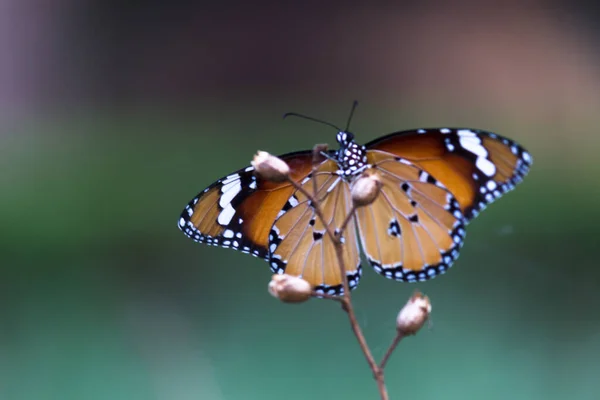 Danaus Chrysippus Известный Простой Тигр Африканская Королева Африканский Монарх Danainae — стоковое фото