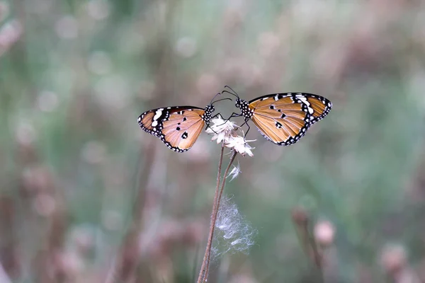 Duas Borboletas Tigre Liso Empoleirado Talo Durante Primavera Naturezas Fundo — Fotografia de Stock