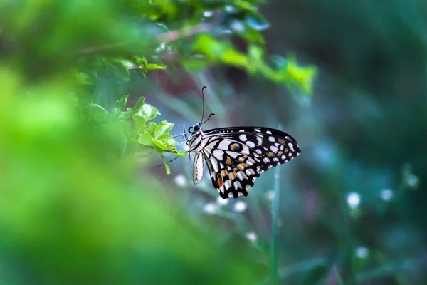 Макропортрет Papilio Demoleus Обыкновенная Бабочка Широко Распространенная Ласточка Известен Лимонная — стоковое фото