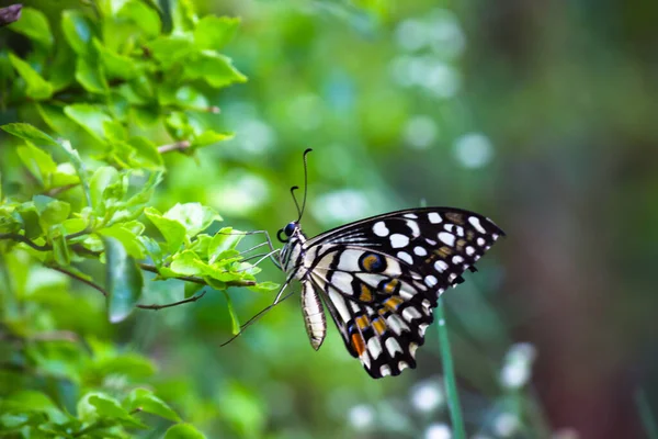Макро Фотографія Papilio Demoleus Поширеним Вапняковим Метеликом Поширеним Ластівним Хвостом — стокове фото