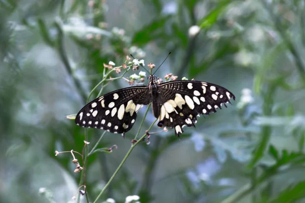 Macro Image Papilio Demoleus Est Papillon Commun Tilleul Hirondelle Répandue — Photo