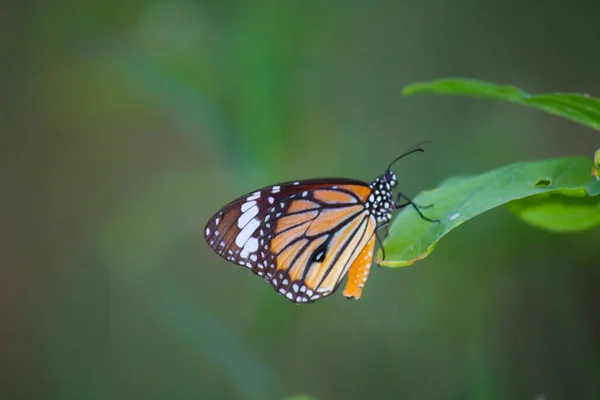 Monarch Butterfly Uma Borboleta Monarca Alimentando Flores Jardim Verão — Fotografia de Stock