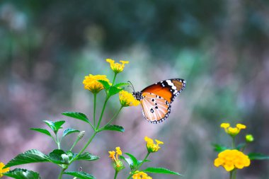 Danaus chrysippus, ya da bilinen adıyla sade kaplan, Afrika kraliçesi, Danainae, Asya 'da yaygın olarak görülen bir kelebek türüdür..