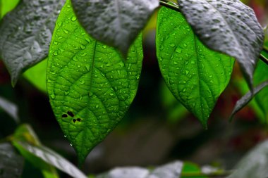  Güneş ışığını yansıtan yapraklar gün boyunca karanlık bir arkaplanda 