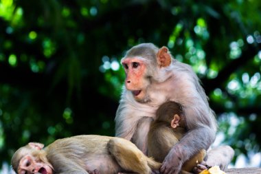  Ağacın altında oturan anne maymun portresi tropikal ormandaki bebek maymununa sarılmıştı. Rhesus makağı maymunu ya da kırmızı yüzlü ve arkası olan maymunlar da Macaca ya da Mullata olarak bilinirler., 
