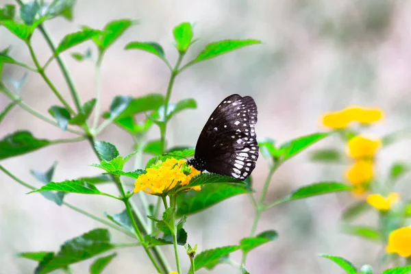 Euploea Core Aussi Connu Sous Nom Papillon Corbeau Visitant Les — Photo