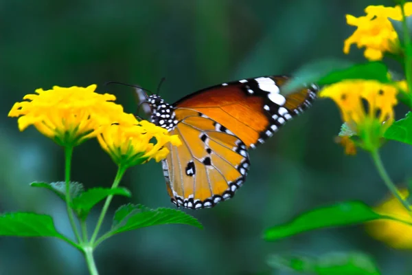 시포스 Danaus Chrysippus 아프리카 호랑이 아프리카 왕나비 Danainae 아시아에 분포하는 — 스톡 사진