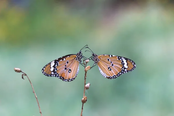 Danaus Chrysippus Επίσης Γνωστή Απλή Τίγρη Αφρικανική Βασίλισσα Αφρικανική Μονάρχης — Φωτογραφία Αρχείου